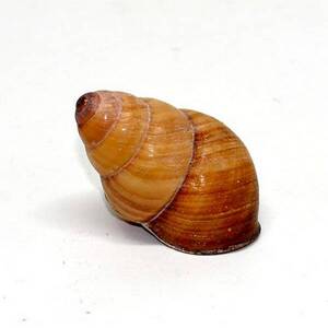 브라운 달팽이소라 [1개] 4~5cm급