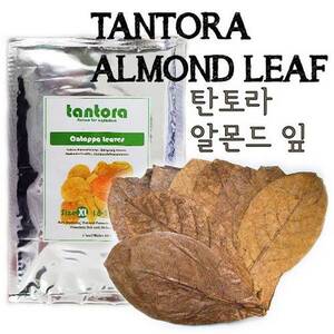 탄토라 알몬드잎 (18~30cm)(대) 벌크포장
