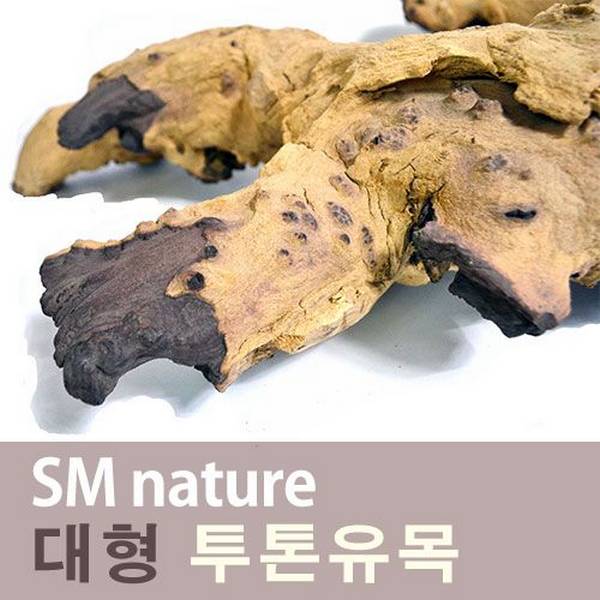SM  투톤유목 [왕특대]